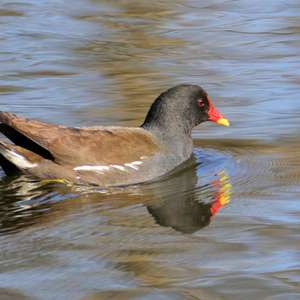 Common Moorhen