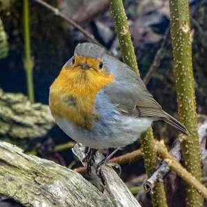 European Robin