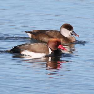 Red-crested Pochard