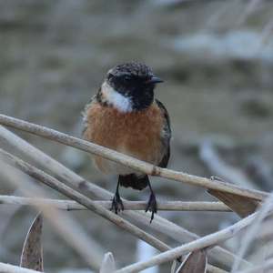 Europäisches Schwarzkehlchen