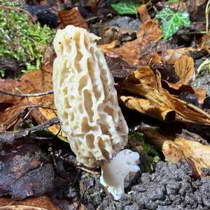 Black Morel