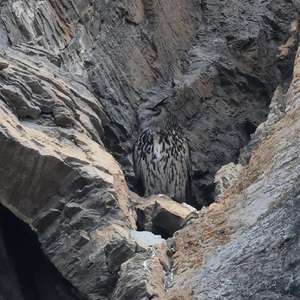 Eurasian Eagle-owl