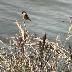 European stonechat