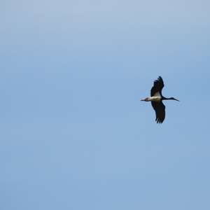 Black Stork