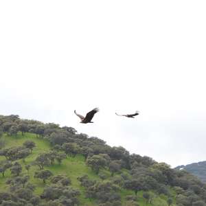 Griffon Vulture