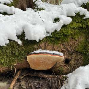 Red-belted Polypore
