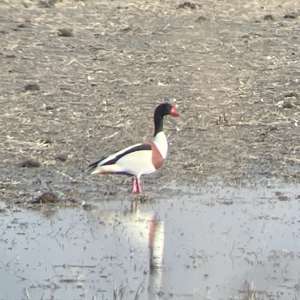 Common Shelduck