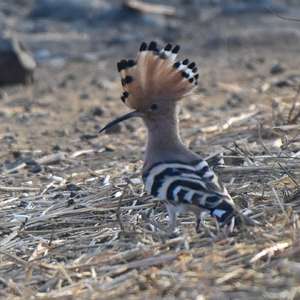 Eurasian Hoopoe