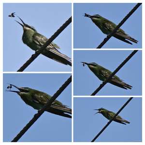 Blue-cheeked Bee-eater