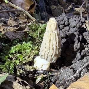Black Morel