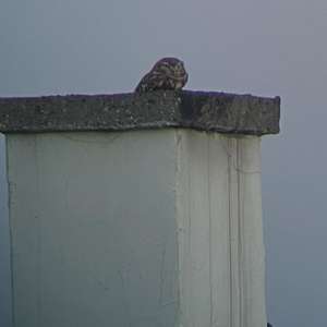 Little Owl