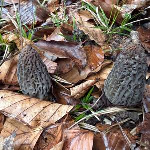 Black Morel
