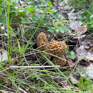 Yellow Morel