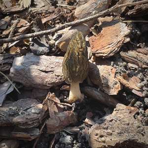 Black Morel