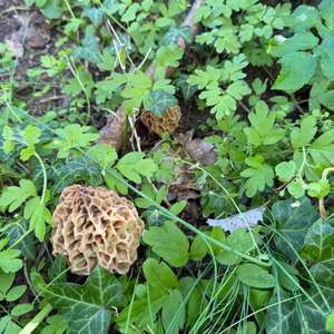 Yellow Morel