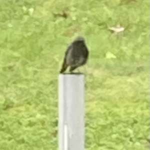 Black Redstart