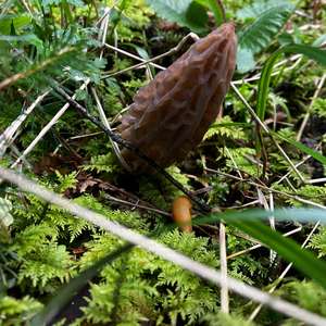 Black Morel