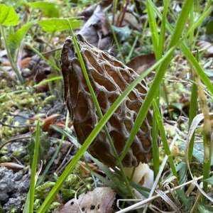 Black Morel