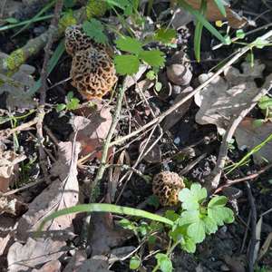 Yellow Morel