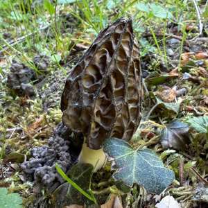 Black Morel
