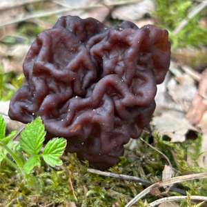 Conifer False Morel