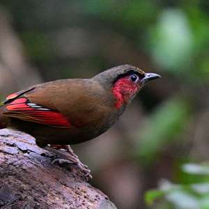 Red-faced Liocichla