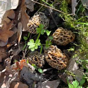 Yellow Morel