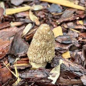 Black Morel