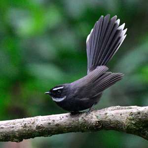 White-throated Fantail