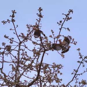 Eurasian Hoopoe
