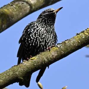 Common Starling