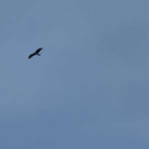 Black Kite