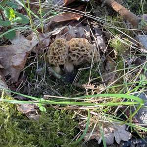 Yellow Morel