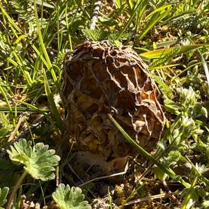 Yellow Morel