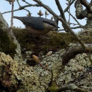 Wood Nuthatch