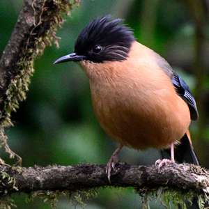 Rufous Sibia