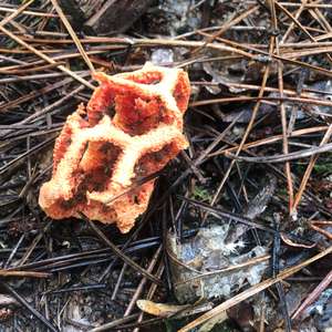 Red Cage Fungus