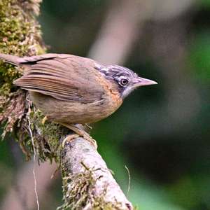 Graukehlbuschtimalie