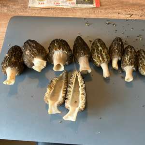Black Morel