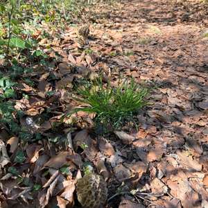 Yellow Morel