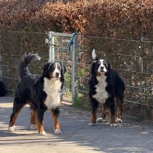 Berner Sennenhund
