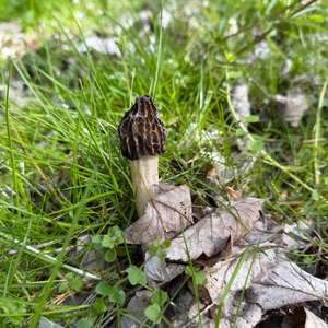 Half-free Morel