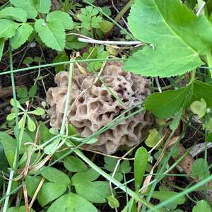 Yellow Morel