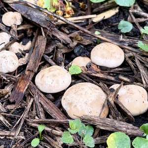 St George`s Mushroom