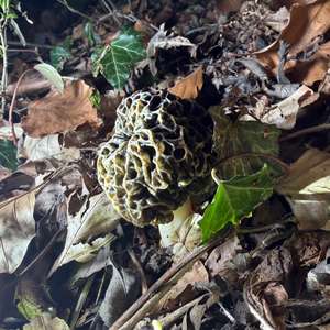 Yellow Morel