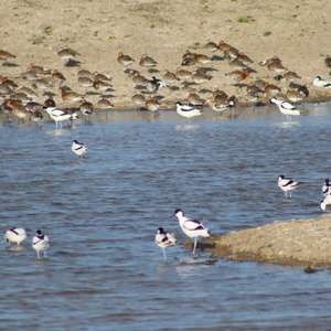 Curlew Sandpiper
