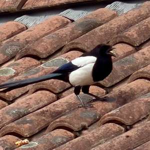 Black-billed Magpie