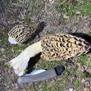 Black Morel