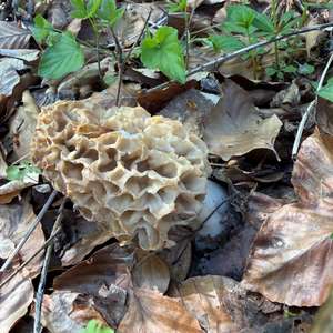 Yellow Morel