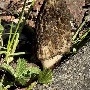 Black Morel